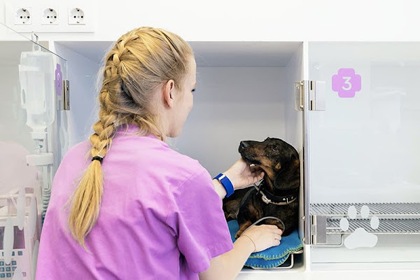 Urgence Vétérinaire à Saint-Etienne - Clinique vétérinaire de garde, vétérinaire à Saint-Étienne