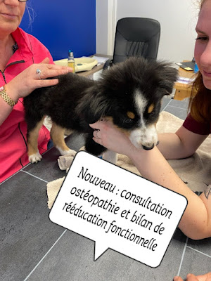 ReferVet Loire, vétérinaire à Saint-Étienne
