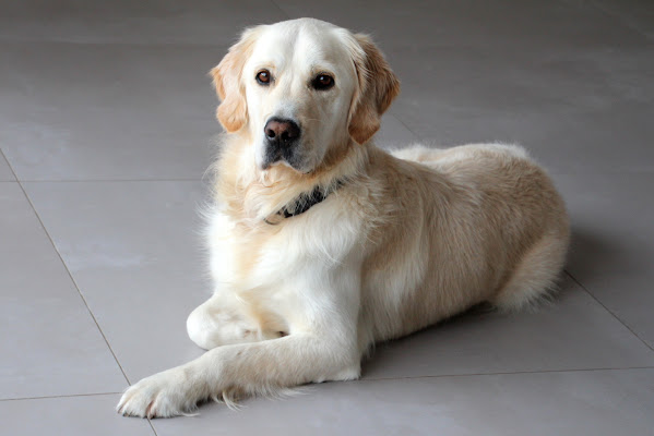 Clinique Vétérinaire Grand Maine Angers 49 - Chien Chat NAC, vétérinaire à Angers
