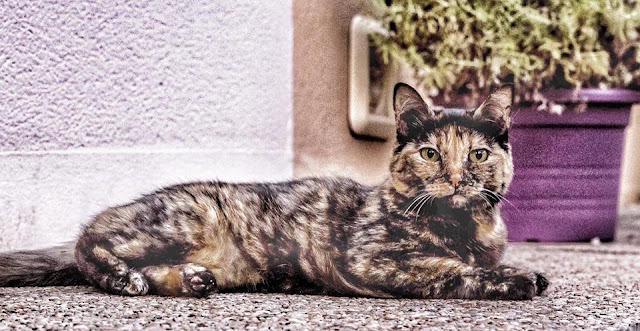 Mon Chat et Moi, vétérinaires à Angers, vétérinaire à Angers