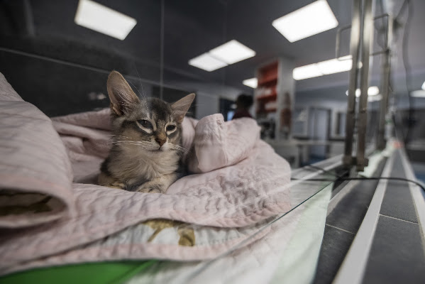 Pôle Santé Chanturgue, vétérinaire à Clermont-Ferrand