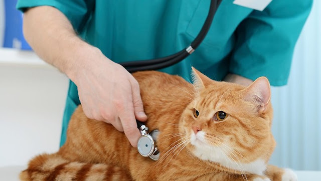Clinique Vétérinaire des Cimes, vétérinaire à Annecy